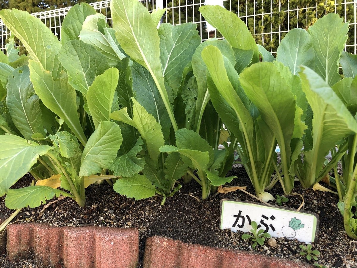f:id:yayoi-blog:20200110192734j:plain f:id:yayoi-blog:20200110192734j:plain