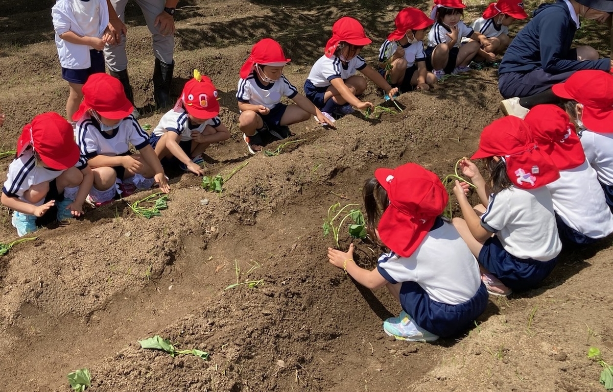 さつまいも苗植え やよいっ子ブログ
