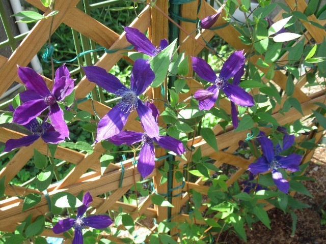 f:id:yayoi-k:20170925111510j:image f:id:yayoi-k:20170925111510j:image