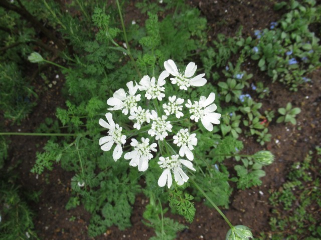 f:id:yayoi-k:20180427181601j:image f:id:yayoi-k:20180427181601j:image