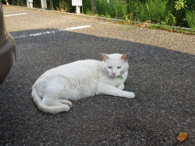 f:id:yayoi-k:20180525121552j:image f:id:yayoi-k:20180525121552j:image