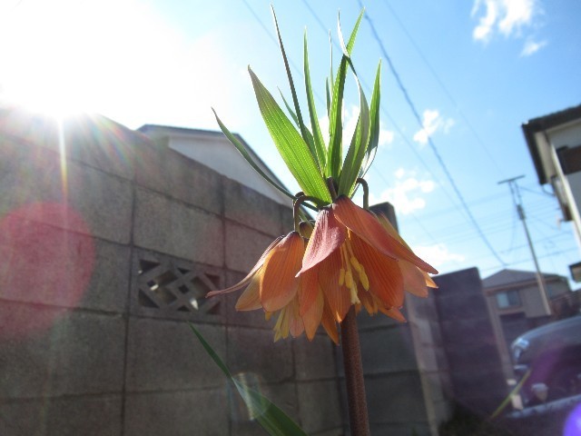 f:id:yayoi-k:20190406144306j:image f:id:yayoi-k:20190406144306j:image