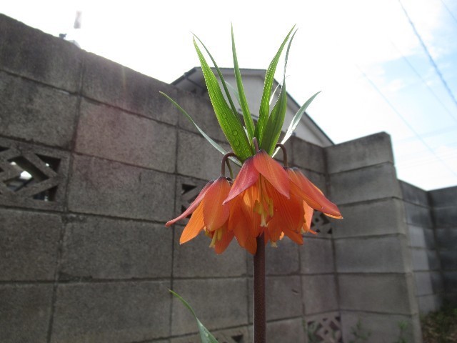f:id:yayoi-k:20190406144326j:image f:id:yayoi-k:20190406144326j:image