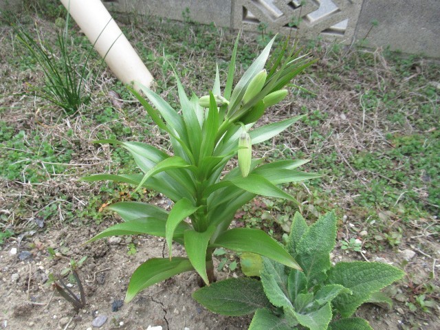 f:id:yayoi-k:20190406144408j:plain f:id:yayoi-k:20190406144408j:plain