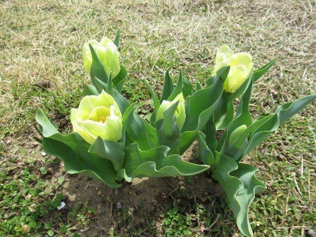 f:id:yayoi-k:20190406144452j:image f:id:yayoi-k:20190406144452j:image