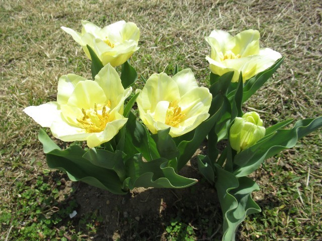 f:id:yayoi-k:20190406144504j:image f:id:yayoi-k:20190406144504j:image