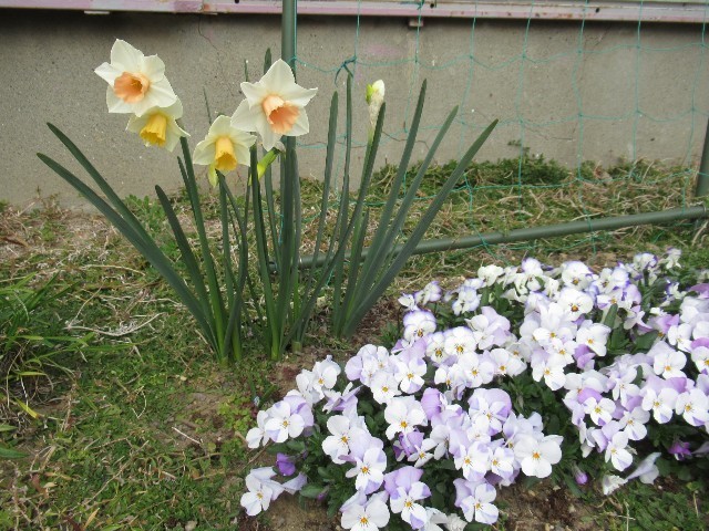 f:id:yayoi-k:20190406144849j:plain f:id:yayoi-k:20190406144849j:plain