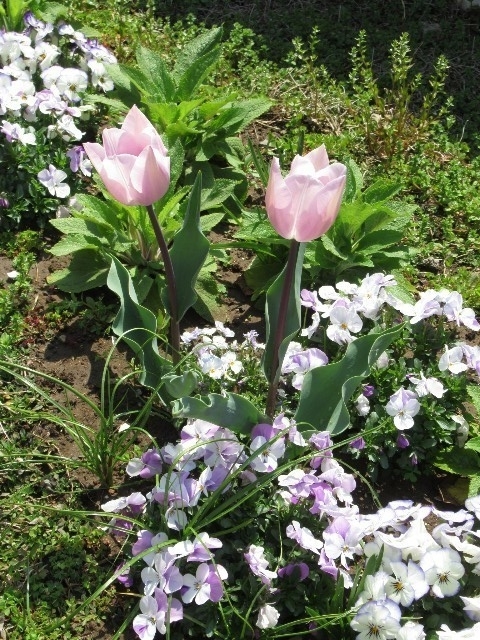 f:id:yayoi-k:20190406173030j:plain f:id:yayoi-k:20190406173030j:plain