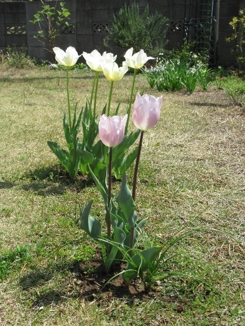 f:id:yayoi-k:20190406173104j:plain f:id:yayoi-k:20190406173104j:plain