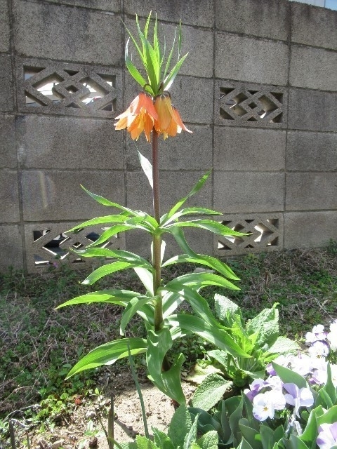 f:id:yayoi-k:20190406173313j:plain f:id:yayoi-k:20190406173313j:plain