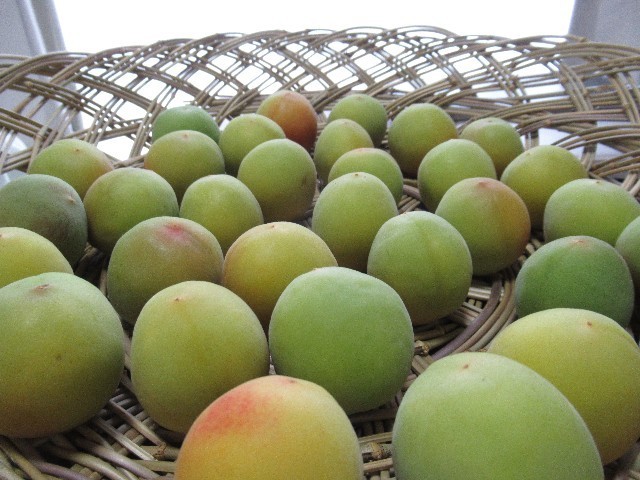 f:id:yayoi-k:20200616112659j:image f:id:yayoi-k:20200616112659j:image