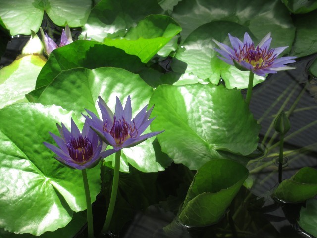 f:id:yayoi-k:20210120175516j:image f:id:yayoi-k:20210120175516j:image