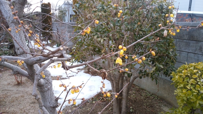 f:id:yayoi50:20180217094609j:plain f:id:yayoi50:20180217094609j:plain