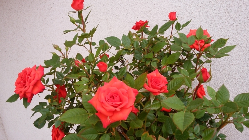 f:id:yayoi50:20180513152437j:plain f:id:yayoi50:20180513152437j:plain