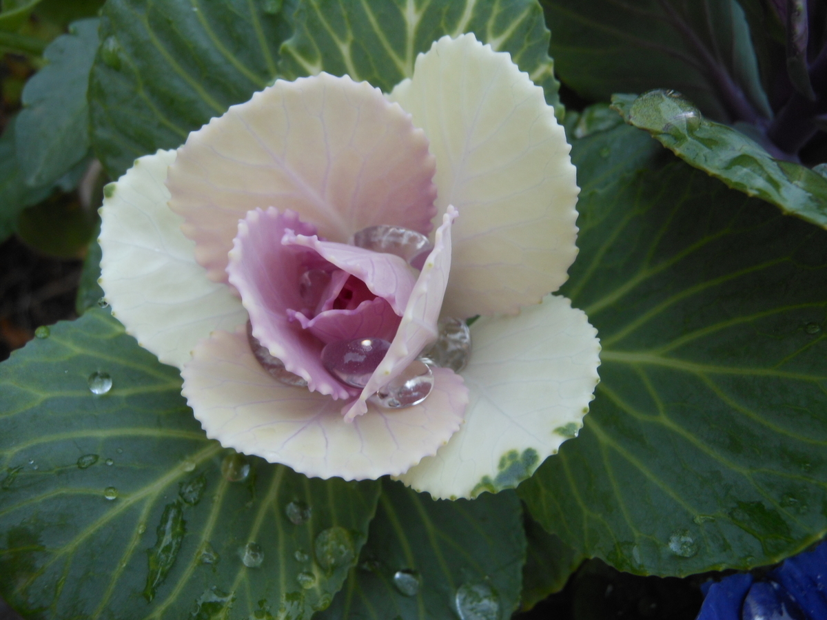 f:id:yayoi50:20191202142313j:plain f:id:yayoi50:20191202142313j:plain