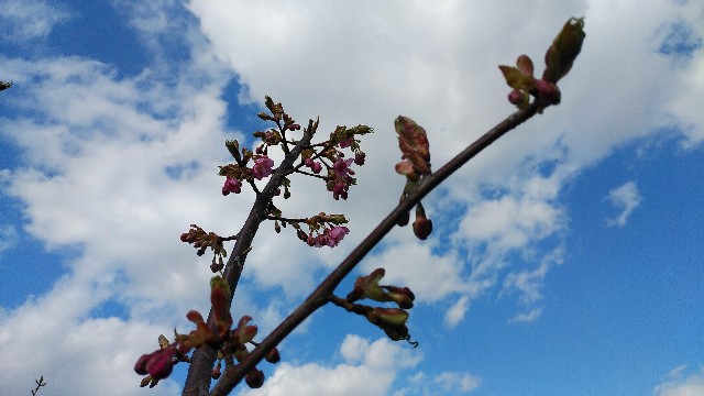 f:id:yayoi50:20200312143156j:plain f:id:yayoi50:20200312143156j:plain