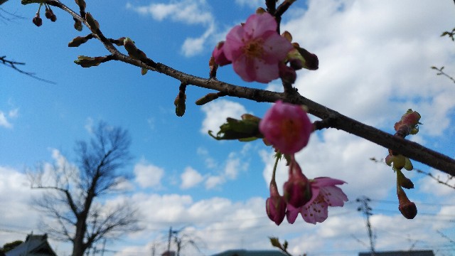 f:id:yayoi50:20200312143244j:plain f:id:yayoi50:20200312143244j:plain