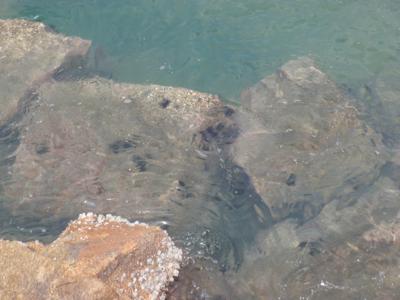 f:id:yayoi_international:20111024123146j:image:w360 f:id:yayoi_international:20111024123146j:image:w360