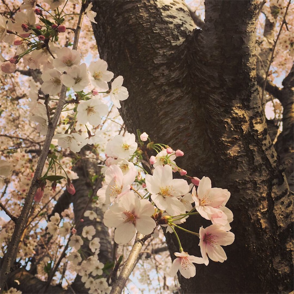 f:id:yayopg:20190414231354j:plain
