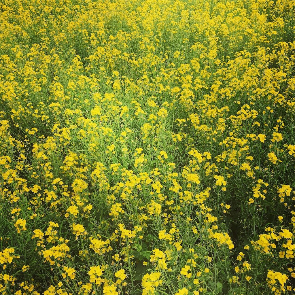 f:id:yayopg:20190414231419j:plain