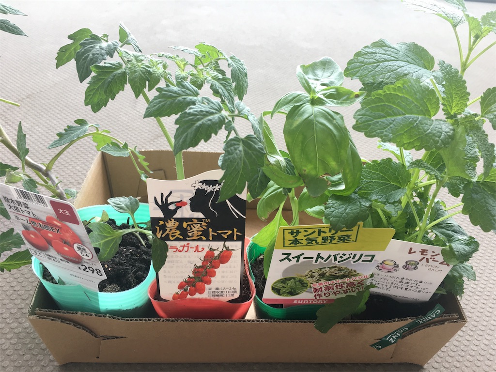 f:id:yayopg:20190512171532j:image