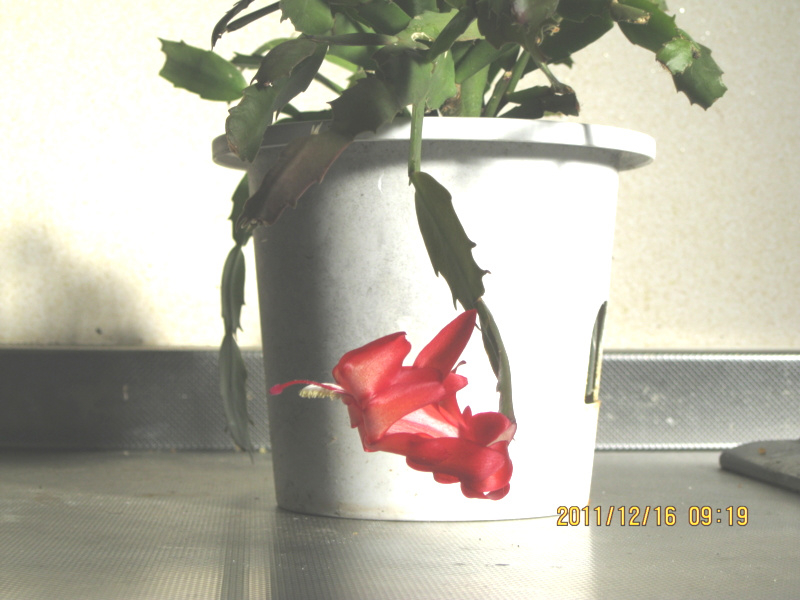 f:id:ybc1950927:20111216091908j:image:w360