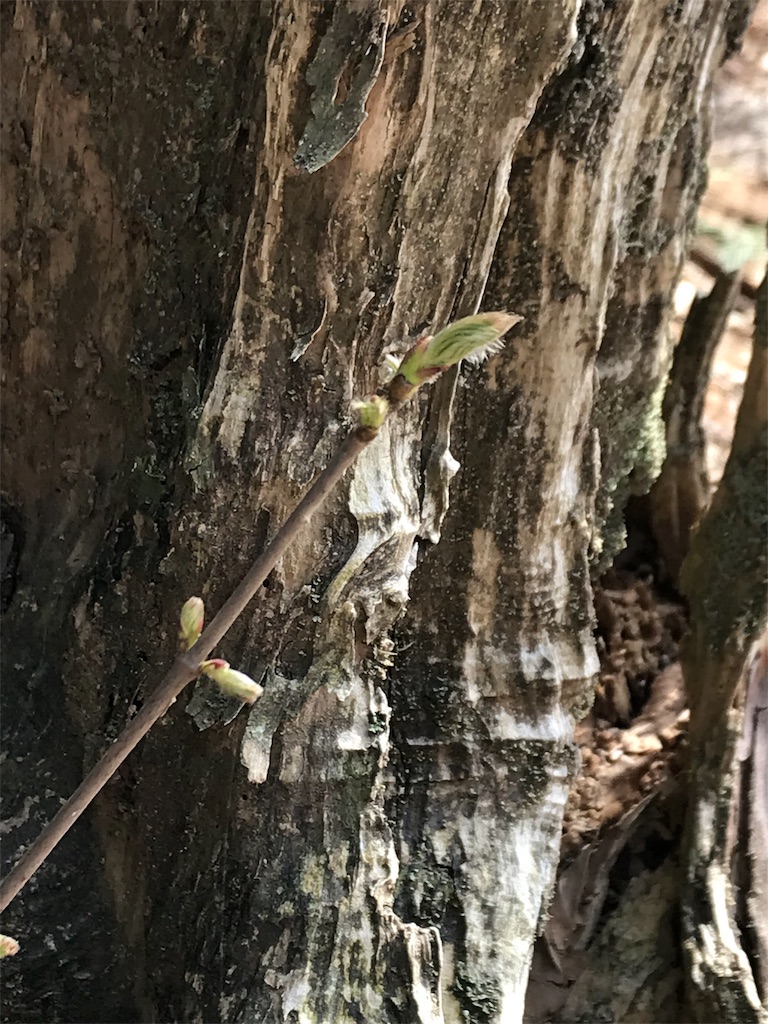 f:id:yccafe:20180405104240j:image