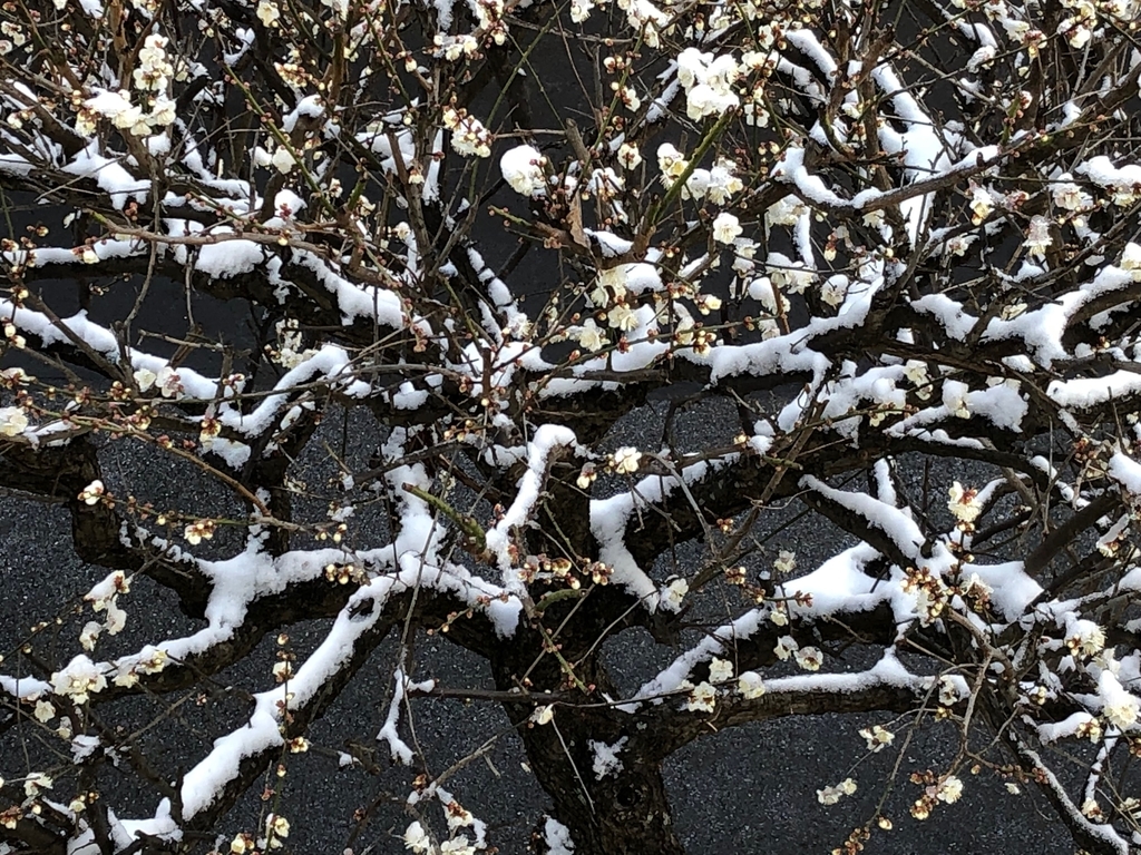 f:id:ychai:20190210223356j:plain f:id:ychai:20190210223356j:plain