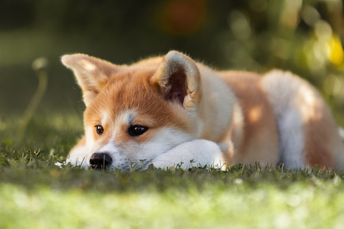 f:id:ychi71-fixed:20161022134214j:plain