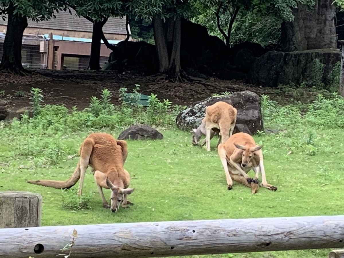 f:id:ychi8:20190713192943j:plain f:id:ychi8:20190713192943j:plain