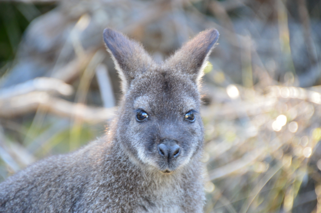 f:id:ye1021:20171101215320j:plain