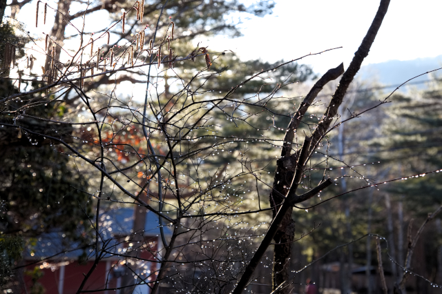 f:id:years44:20180325005427j:plain 雨粒をまとった木の枝"f:id:years44:20180325005427j:plain"