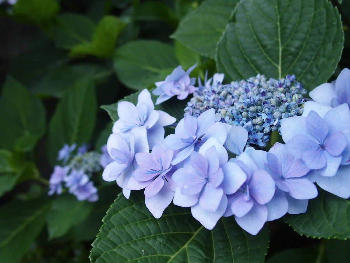 f:id:yellow_bird:20190615090833j:plain f:id:yellow_bird:20190615090833j:plain