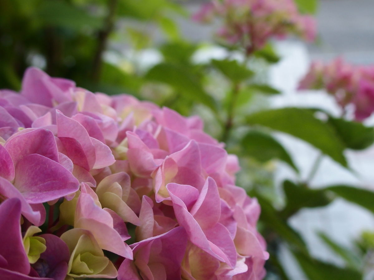 f:id:yellow_bird:20190615090909j:plain f:id:yellow_bird:20190615090909j:plain