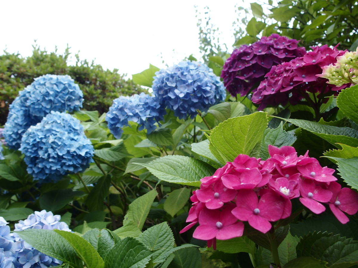 f:id:yellow_bird:20190615091009j:plain f:id:yellow_bird:20190615091009j:plain
