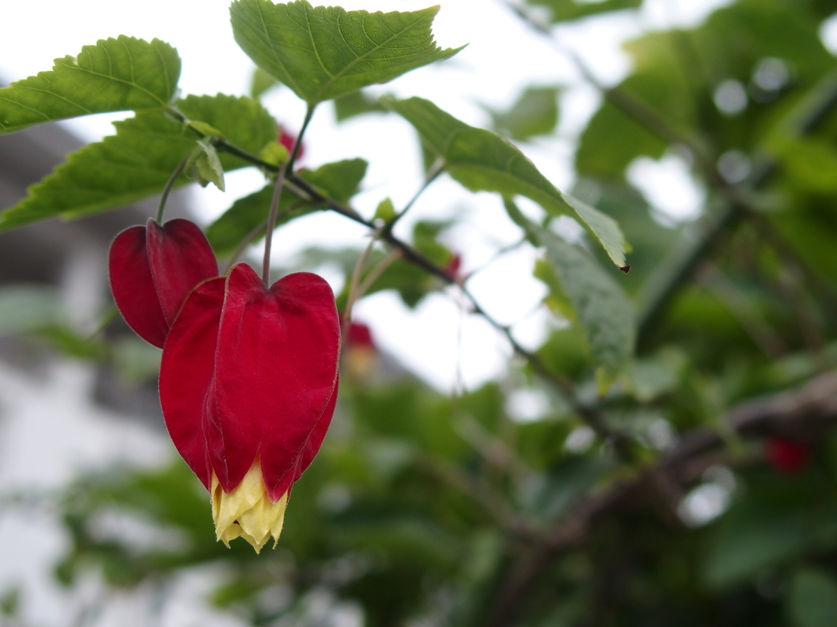 f:id:yellow_bird:20190717145449j:plain f:id:yellow_bird:20190717145449j:plain