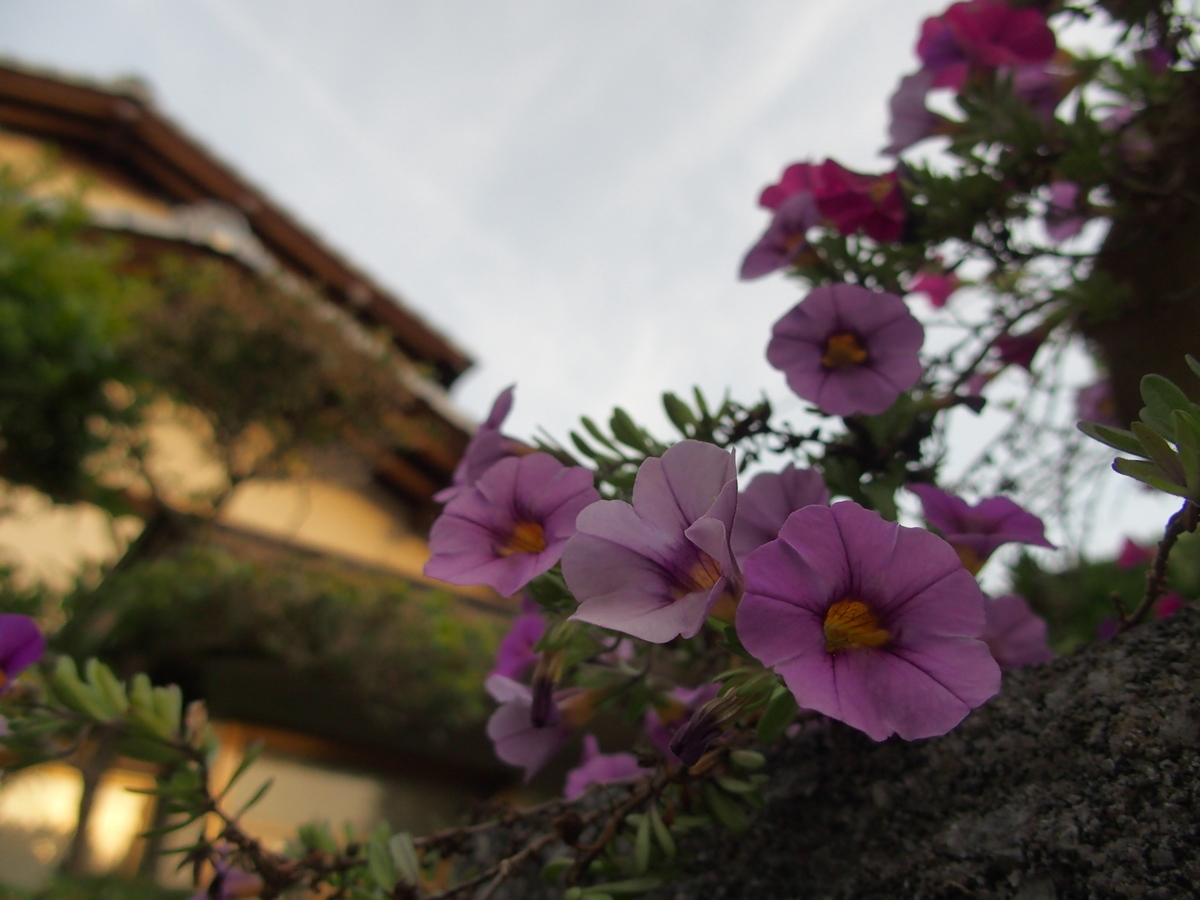 f:id:yellow_bird:20190717145631j:plain f:id:yellow_bird:20190717145631j:plain
