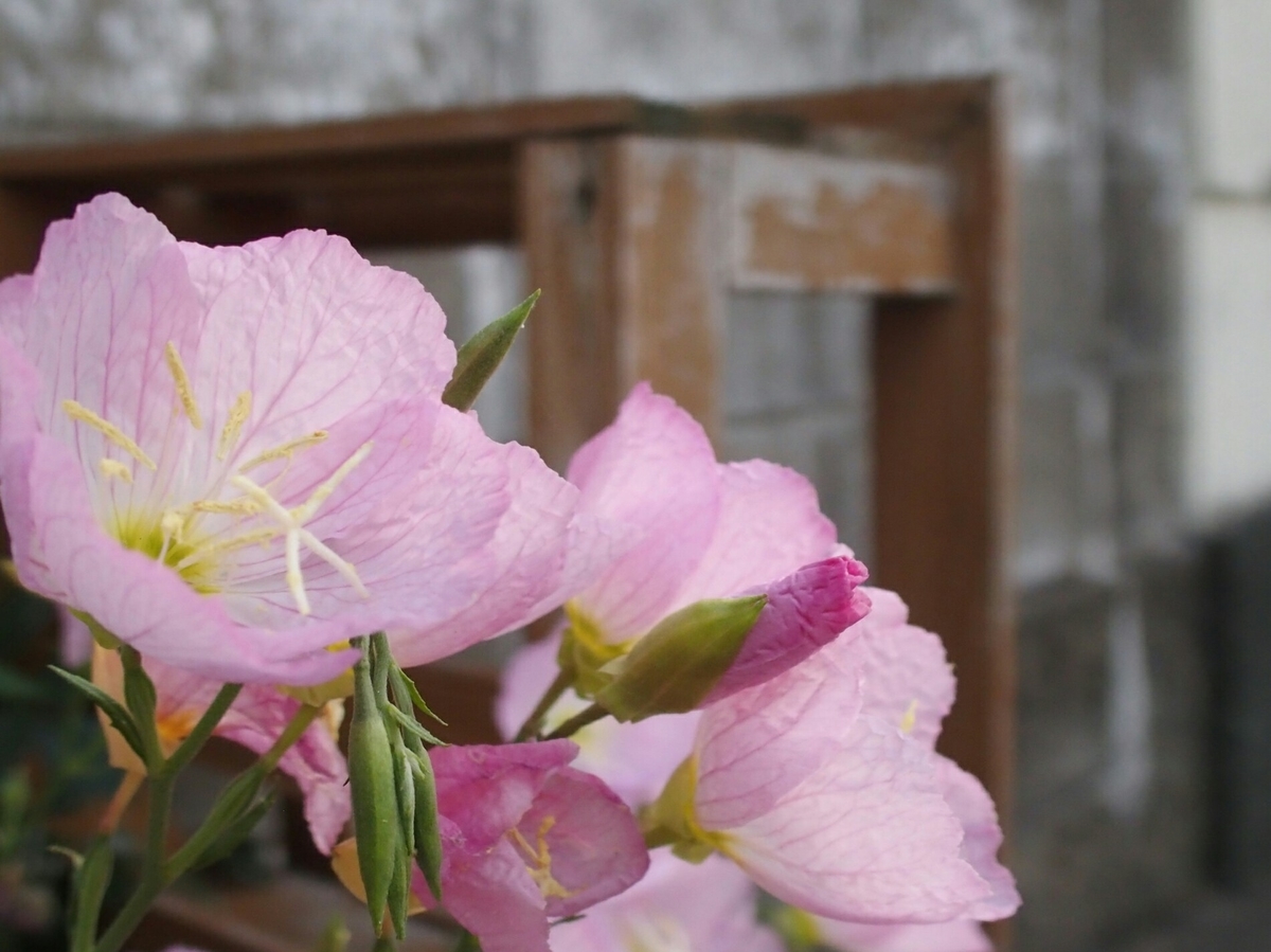 f:id:yellow_bird:20190717152931j:plain f:id:yellow_bird:20190717152931j:plain