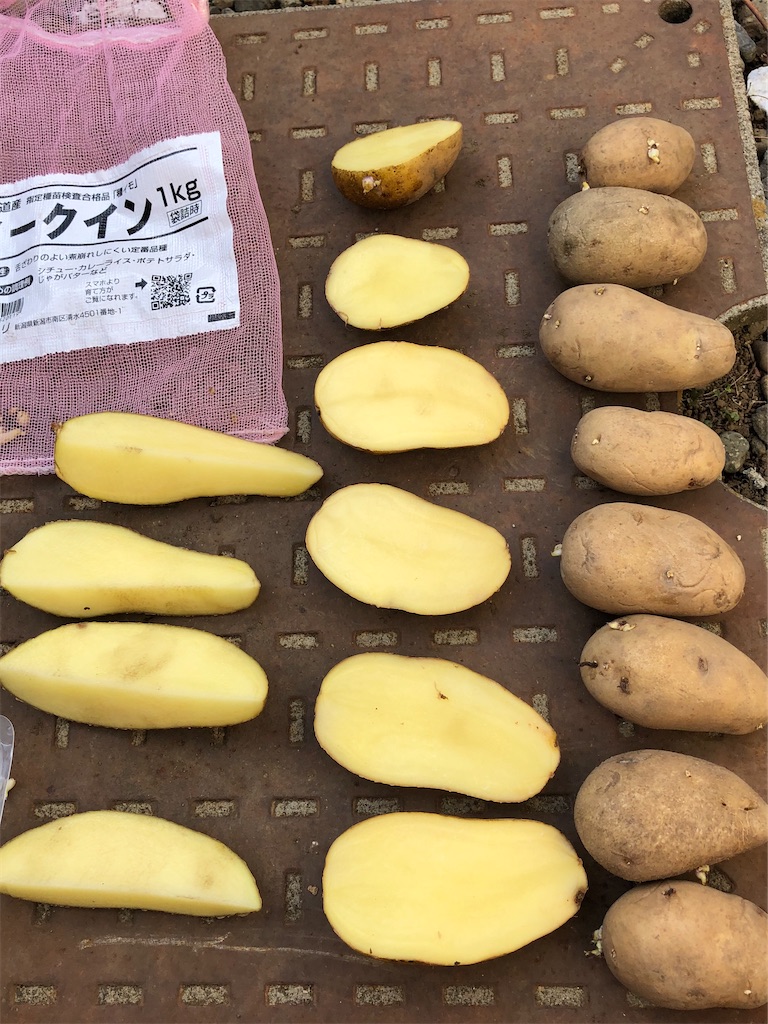 じゃがいもの植え付け（春） - yellowproud's diary