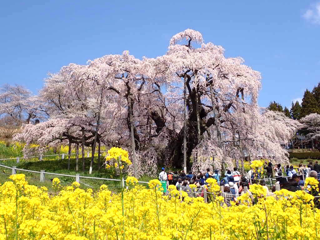 さくらponta様おまとめジャンクジャーナル　想い出 3　Old days3 2024年 日本三大桜の三春滝桜が満開だよ！ - yellowproud's diary