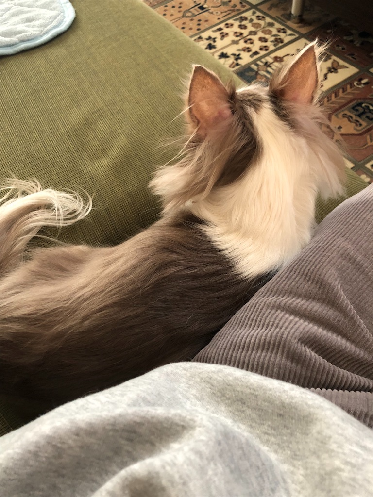 f:id:yesilikeit:20190119232328j:image