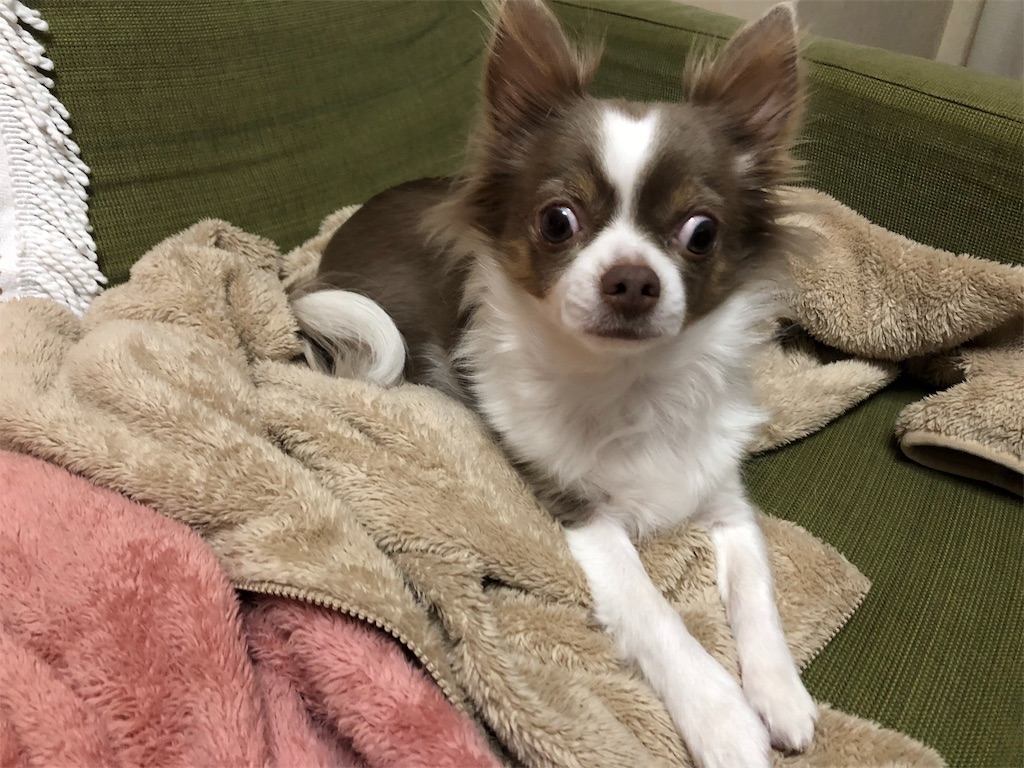 f:id:yesilikeit:20190119234539j:image