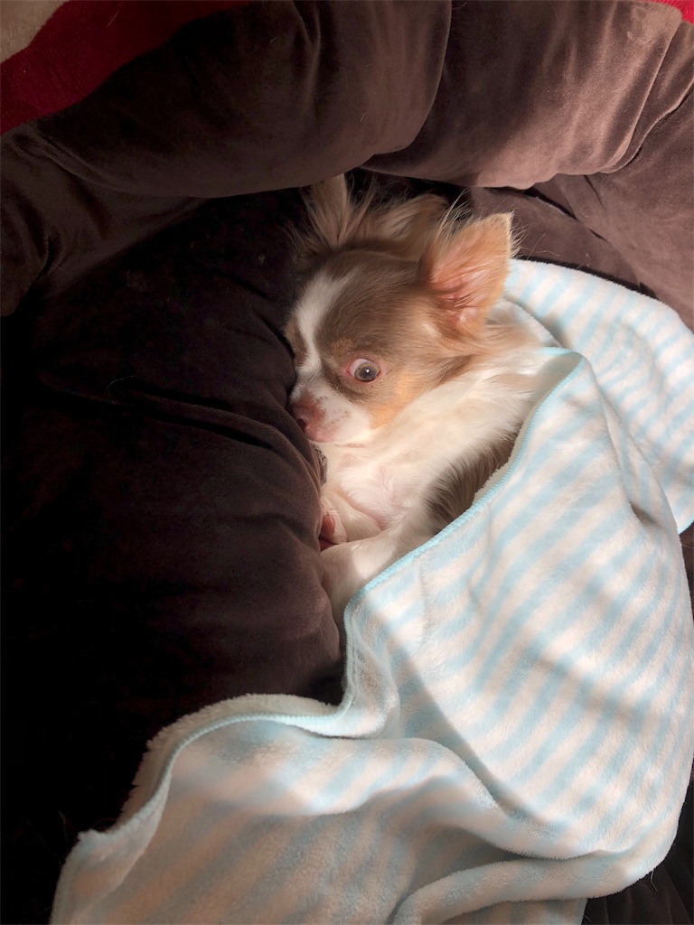 f:id:yesilikeit:20190119234653j:image