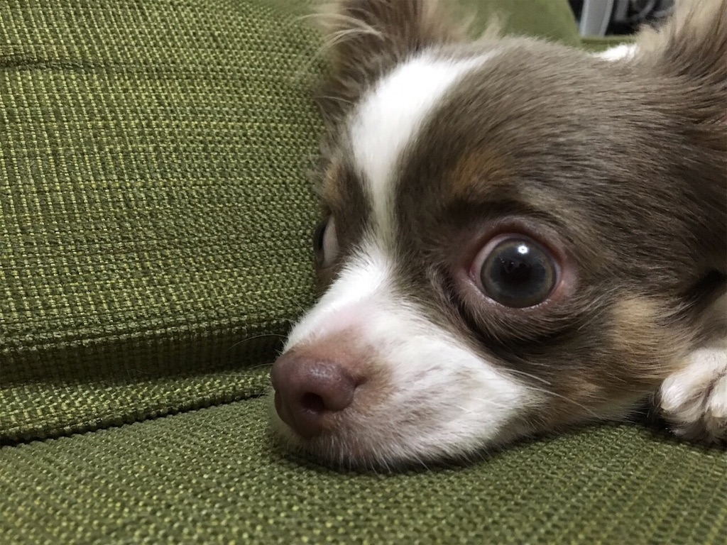 f:id:yesilikeit:20190119235107j:image