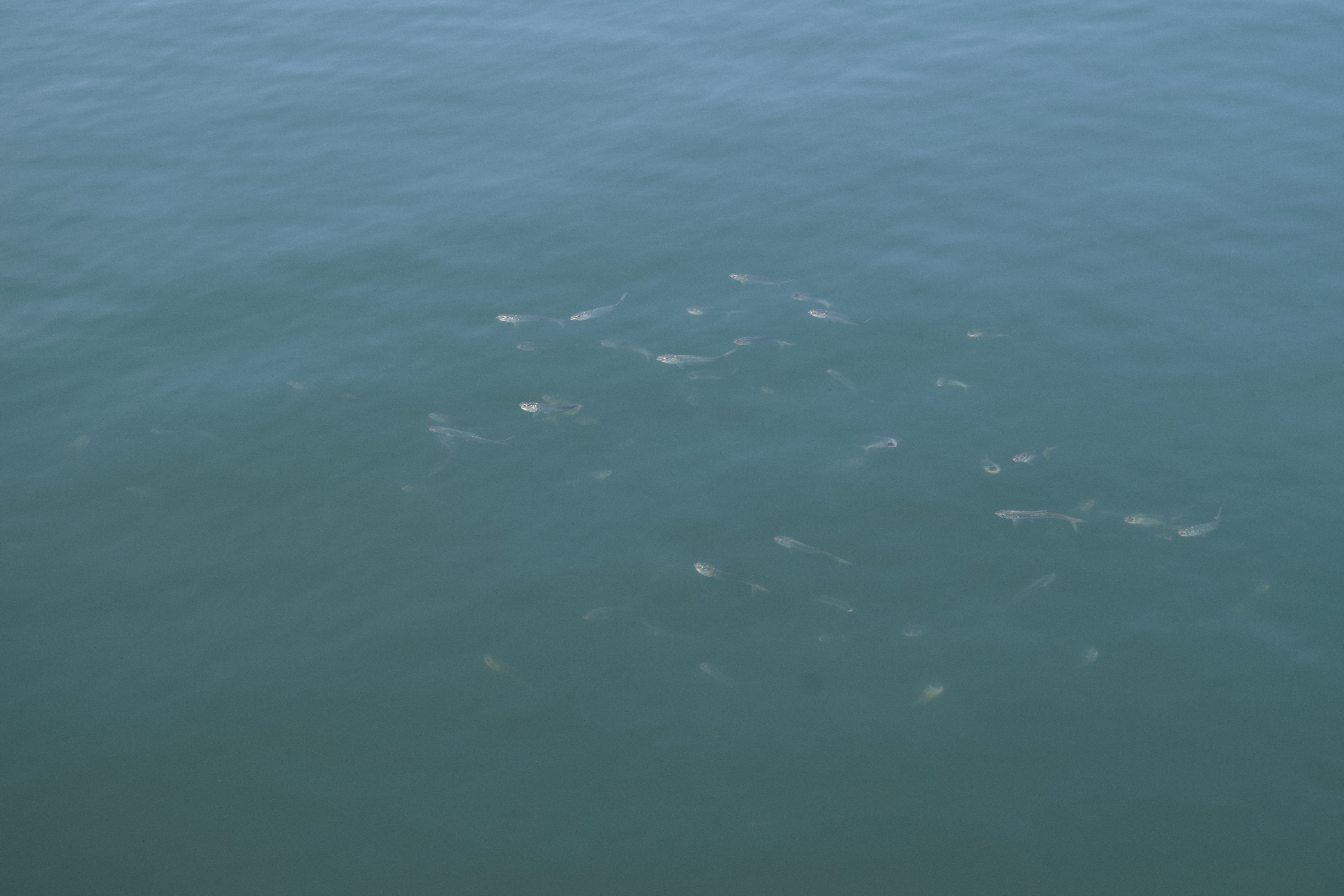 f:id:yfishingyh:20210430210150j:plain