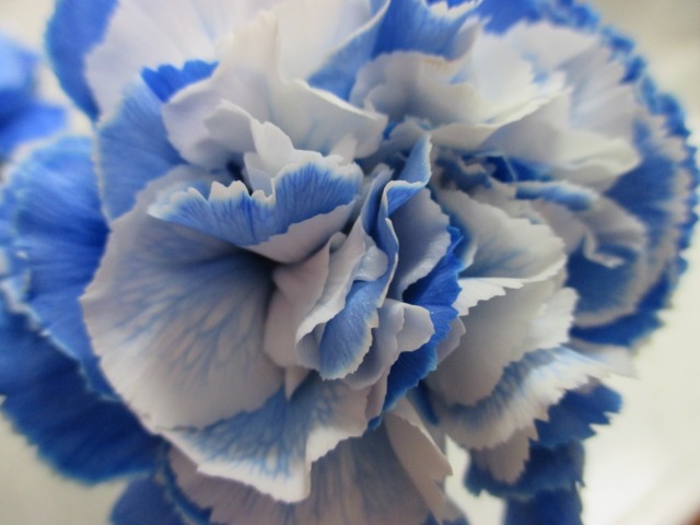 青いカーネーション　ホワイト 染めた青いカーネーションで良いのです - 旅する47都道府県