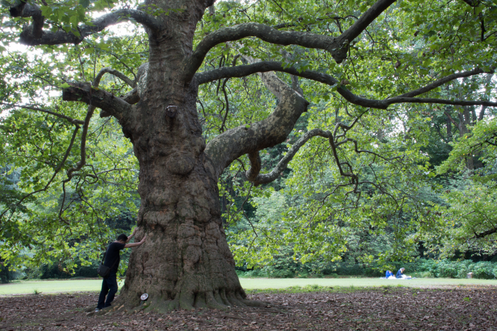 新宿御苑4万本の木々から 太い木トップ10 旅する47都道府県