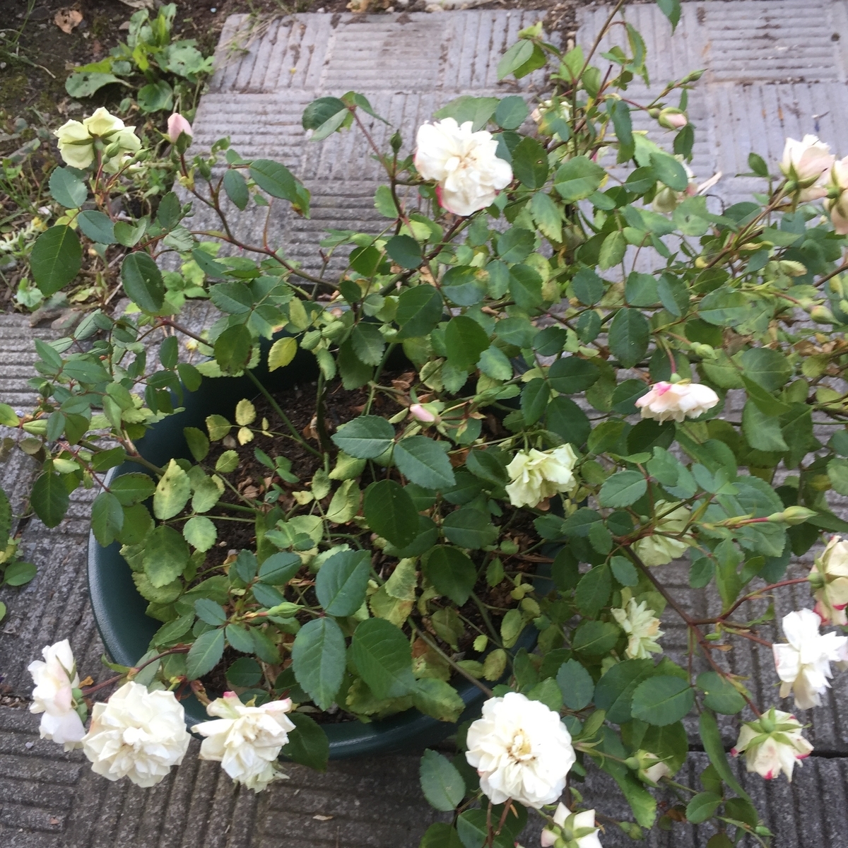 f:id:yggdrasilch:20190922010538j:plain f:id:yggdrasilch:20190922010538j:plain