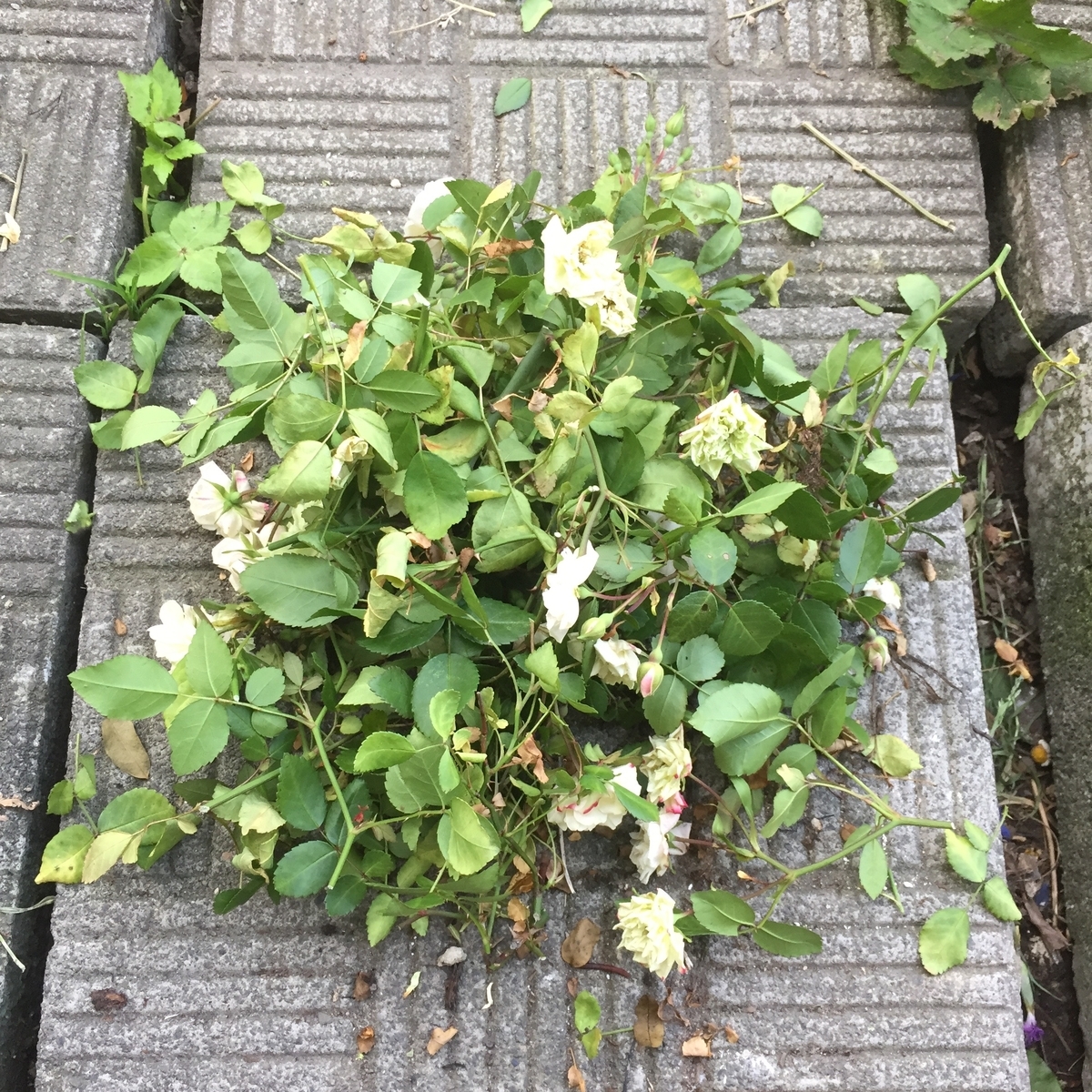 f:id:yggdrasilch:20190922010853j:plain f:id:yggdrasilch:20190922010853j:plain