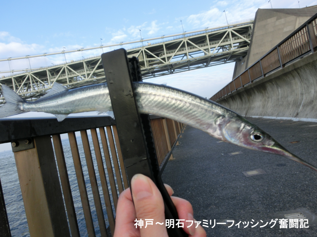初めてのジャンボサヨリ In アジュール舞子 17 01 09 神戸 明石のファミリーフィッシング奮闘記 関西の釣りをもっと手軽に楽しむ 初めてのジャンボサヨリ In アジュール舞子 17 01 09 神戸 明石のファミリーフィッシング奮闘記 関西の釣りをもっと手軽に楽しむ